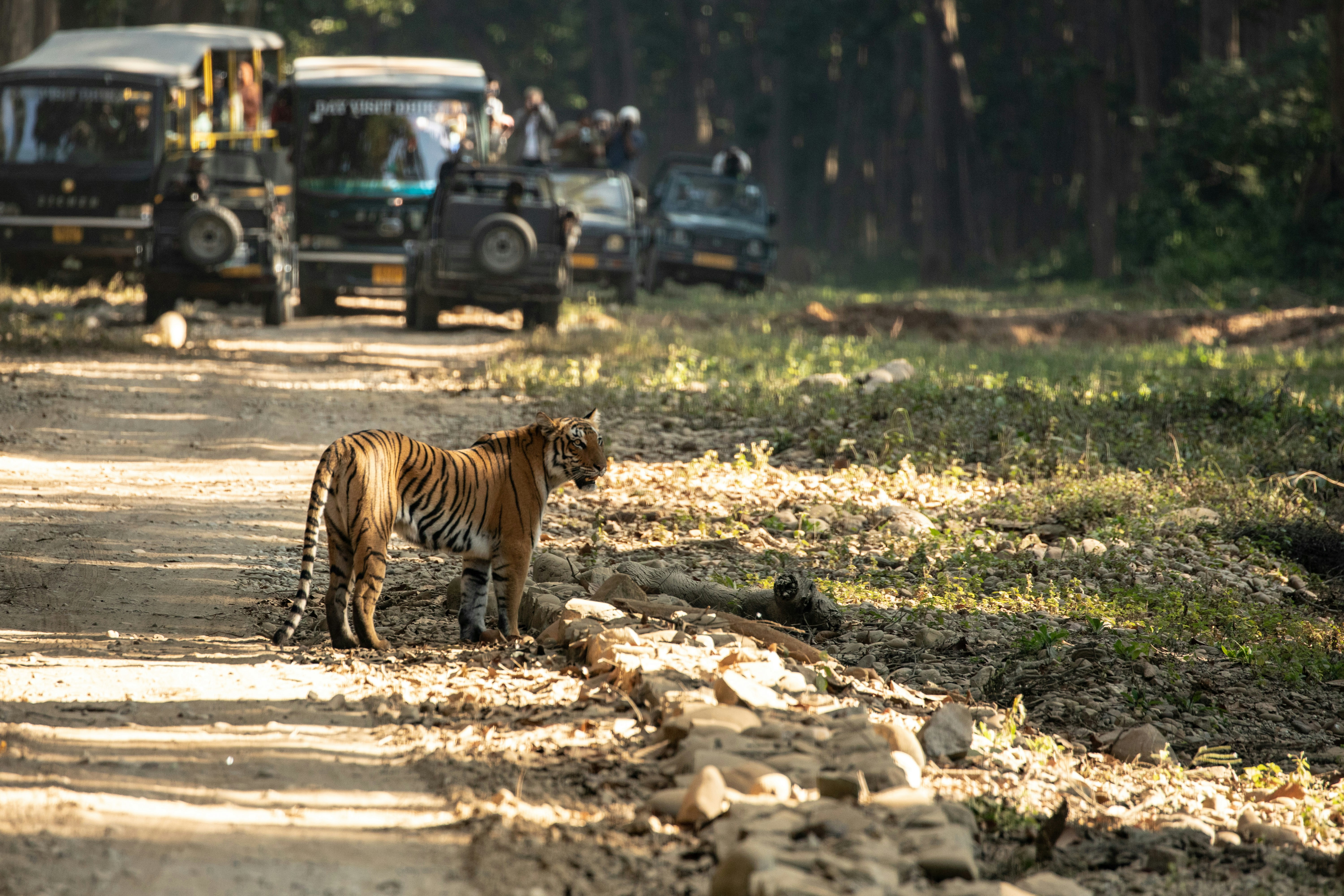 Jim Corbett
