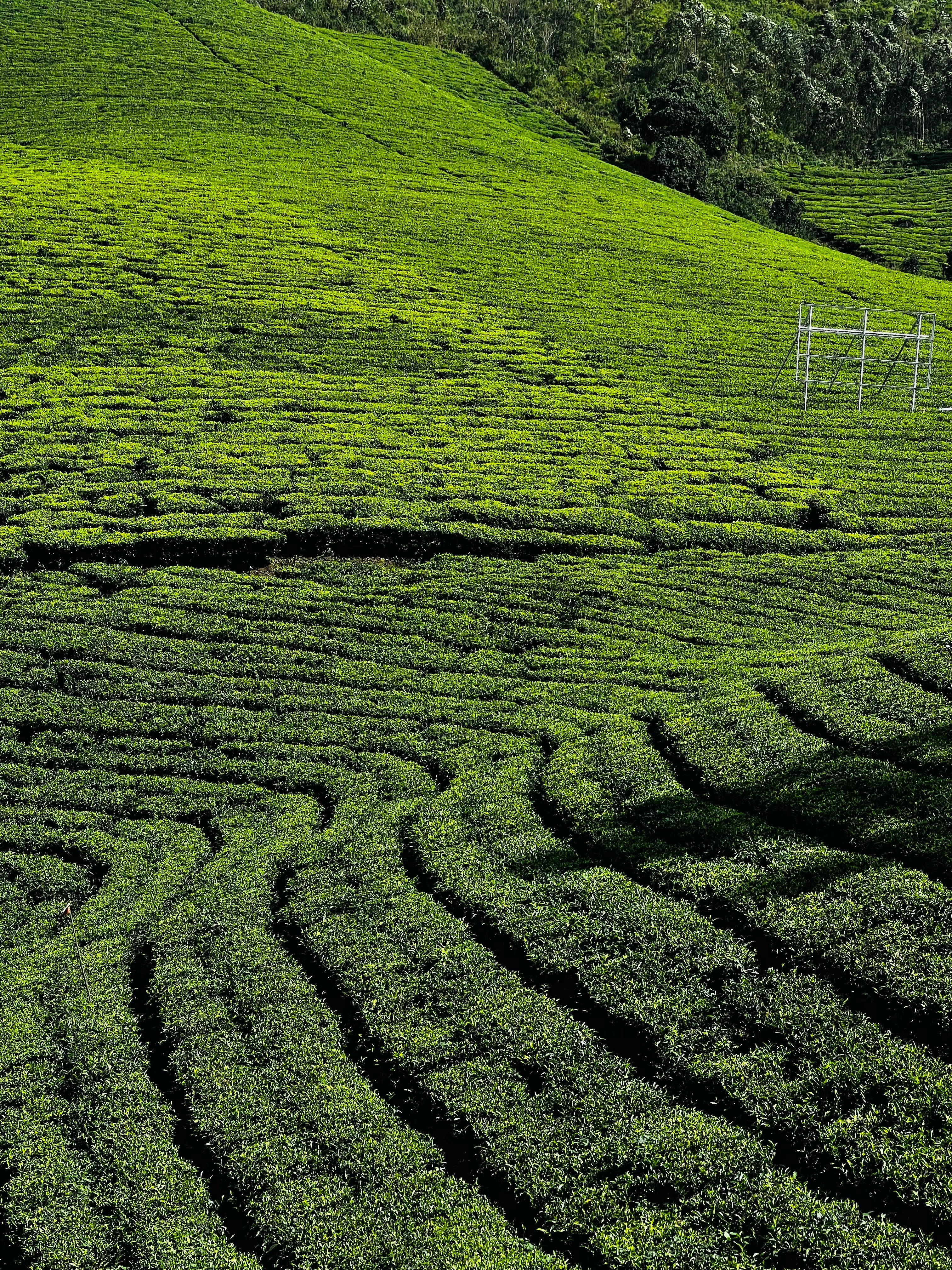 Ooty