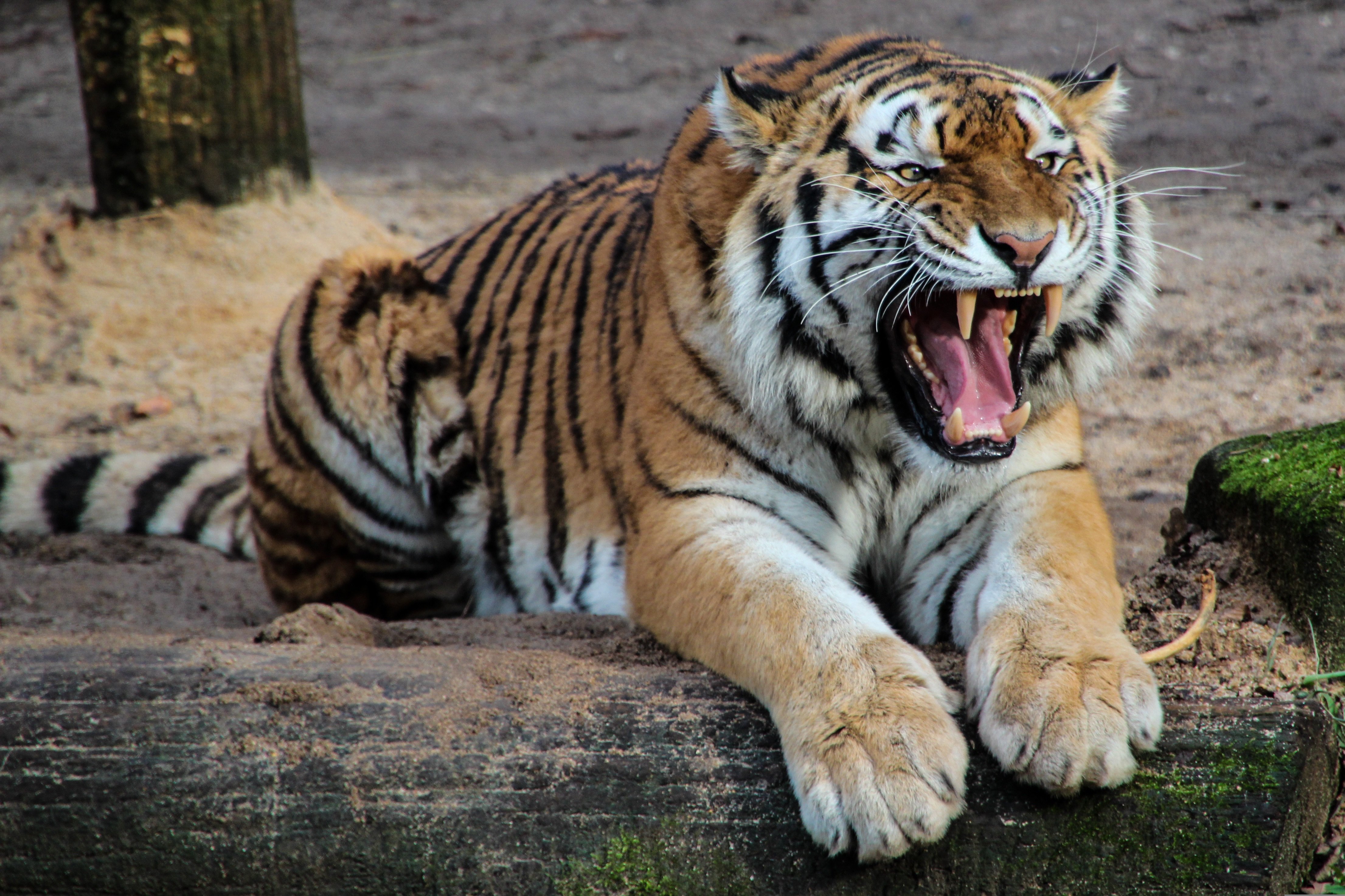 Wildlife Safaris